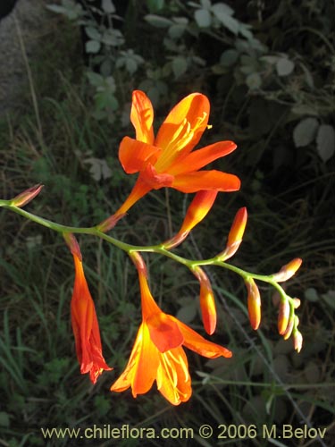 Image of Crocosmia x (Montbretia / Ballica). Click to enlarge parts of image.